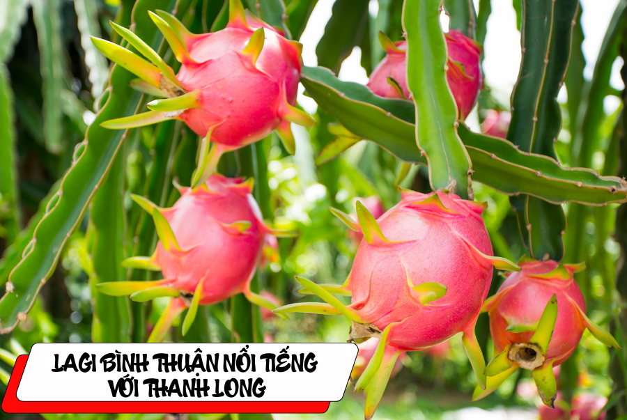 Lagi Bình Thuận nổi tiếng với những vườn Thanh Long bạt ngàn